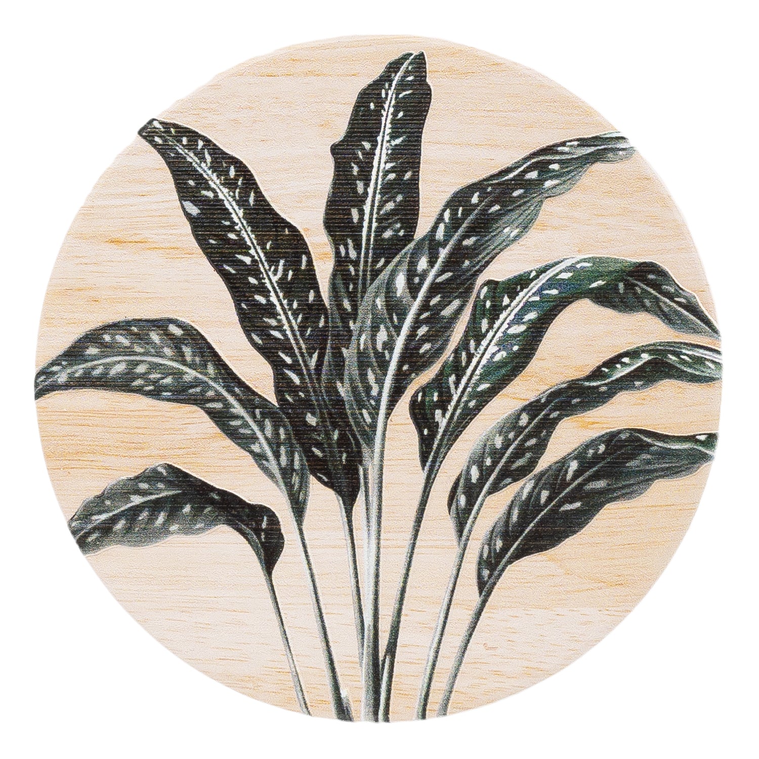 Splosh - Exotic - Ceramic Coaster - Fern