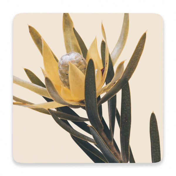 Splosh Flourish Ceramic Coaster - Natural
